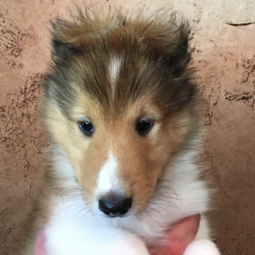 Thunder 7wk Thunder 7wk